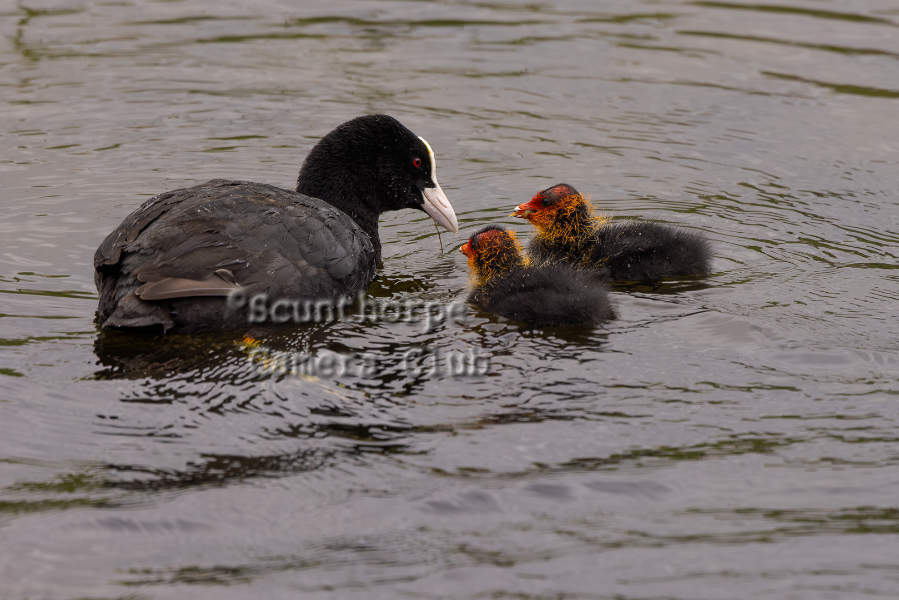 Coot feeding chicks 